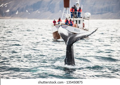 Whale Watching