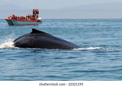 Whale Watching