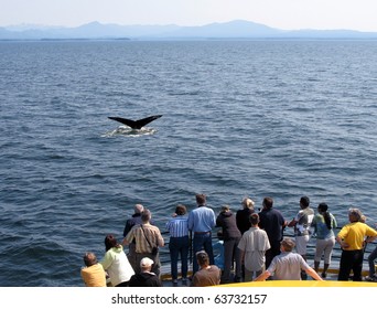 Whale Watching.