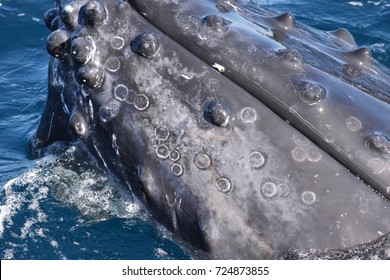 Whale Watching