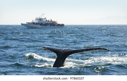 Whale Watching