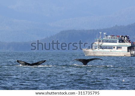 Whale Watching in Alaska