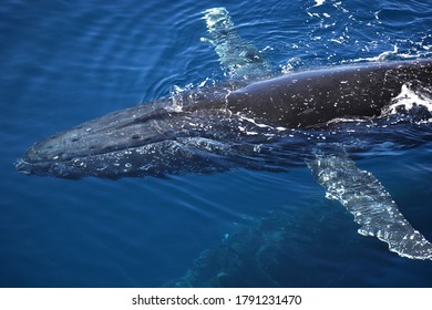 Whale Watching AUGUST Queensland Australia