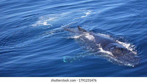 Whale Watching AUGUST Queensland Australia