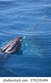 Whale Watching AUGUST Queensland Australia