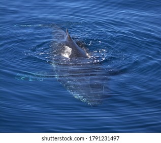 Whale Watching AUGUST Queensland Australia