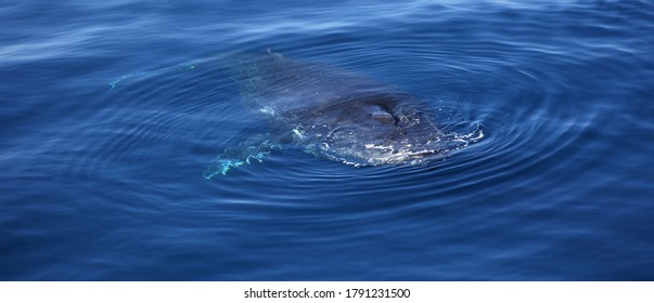 Whale Watching AUGUST Queensland Australia