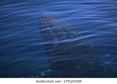 Whale Watching AUGUST Queensland Australia