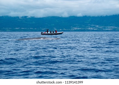 Whale watching in the Azores, with a fin whale surfacing near the coast.