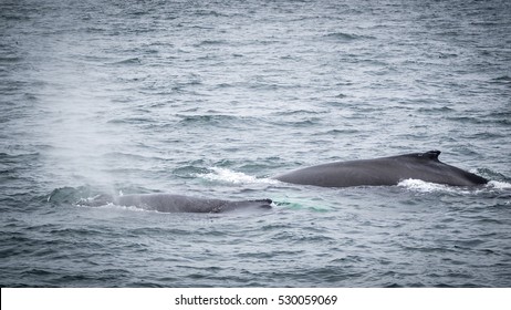 Whale Watching In Boston