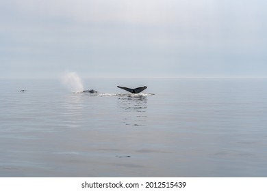 Whale Watching In City Of Quebec