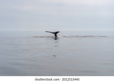 Whale Watching In City Of Quebec