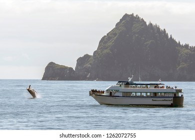 Whale Watching Cruise Tour In Alaska During Summer