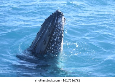 Whale Watching Hervey Bay Queensland Australai