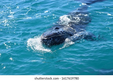 Whale Watching Hervey Bay Queensland Australia