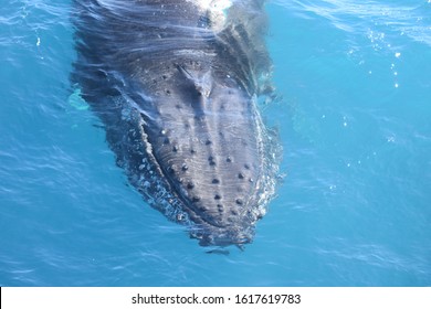 Whale Watching Hervey Bay Queensland Australia