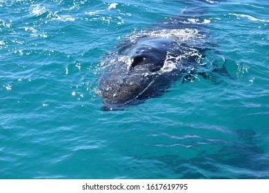 Whale Watching Hervey Bay Queensland Australia