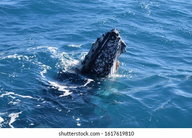 Whale Watching Hervey Bay Queensland Australia