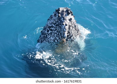 Whale Watching Hervey Bay Queensland Australia