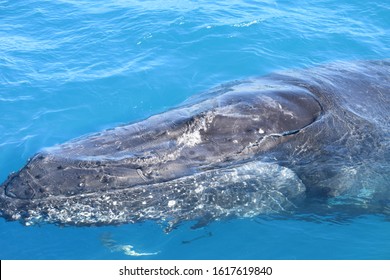 Whale Watching Hervey Bay Queensland Australia