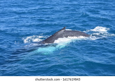 Whale Watching Hervey Bay Queensland Australia