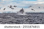 Whale Watching of Humpback whales in the Antarctic area 