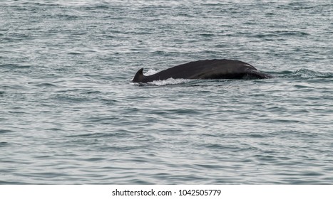 Forked Tail Typical Humpback Whales Like Stock Photo 211588435 ...