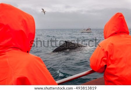 Whale watching in Husavik, North Iceland, People in boat are happy to see feeding Humpback whale in very cold water and lot of seagulls around