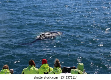 2,900 Iceland whale watching Images, Stock Photos & Vectors | Shutterstock