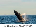 Whale Watching Iceland - Whale jumps out of Water in Húsavík