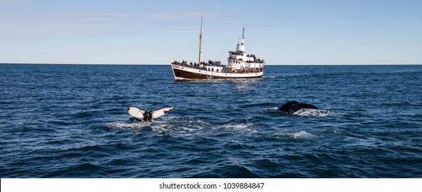 Whale Watching In Iceland. Two Humpback Whales Preparing To Dive As A Tourist Filled Boat Approaches.