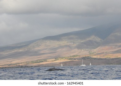 Whale Watching In Maui, Hawaii