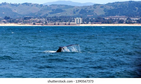 Whale Watching Near Monterey Bay, California