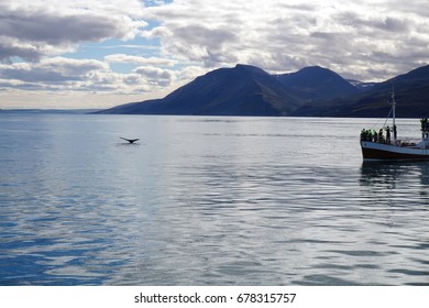 Whale Watching In North Iceland, Husavik