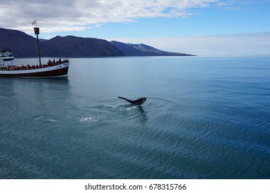 Whale Watching In North Iceland, Husavik