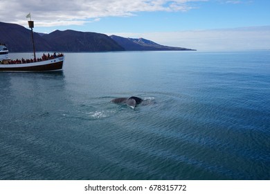 Whale Watching In North Iceland, Husavik