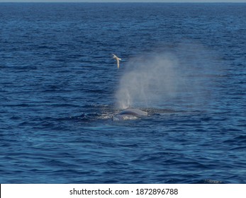 Whale Watching In Northern Norway