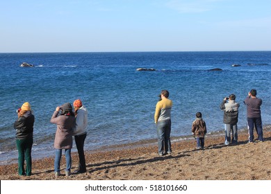 Whale watching on the beach, Peninsula Valdes, Argentina