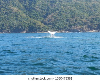 Whale Watching In Puerto Vallarta  Is One Of The Most Spectacular Experiences Meeting The Marvelous Humpback  Whales.