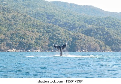 Whale Watching In Puerto Vallarta  Is One Of The Most Spectacular Experiences Meeting The Marvelous Humpback  Whales.