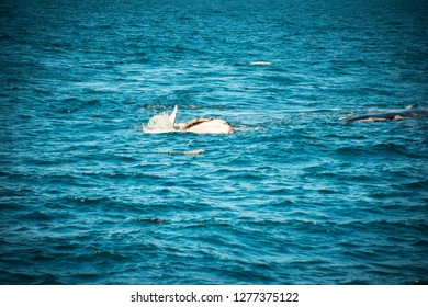 Whale Watching Queensland