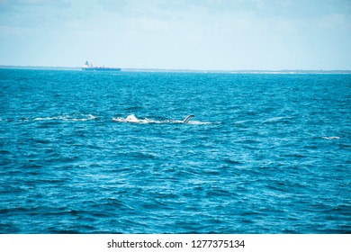 Whale Watching Queensland