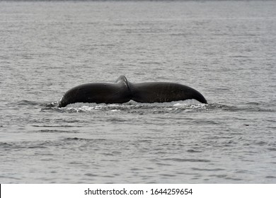 Whale Watching Safari Prince Rupert Bc Canada