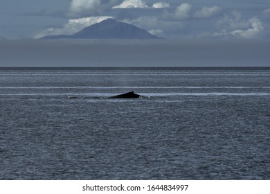 Whale Watching Safari Prince Rupert Bc Canada