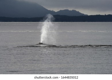 Whale Watching Safari Prince Rupert Bc Canada