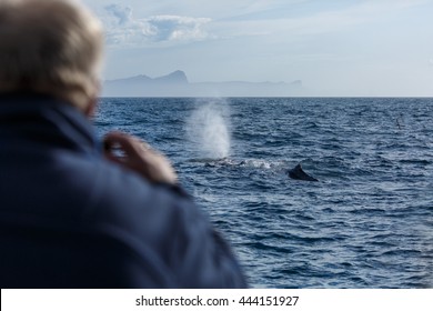 Whale Watching, Sperm Whale With Fountain, Norway