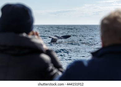 Whale Watching, Sperm Whale Tail, Norway