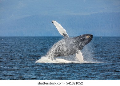 Whales In Alaska