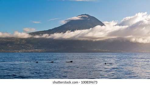 Whales Azores with mountain Pico
