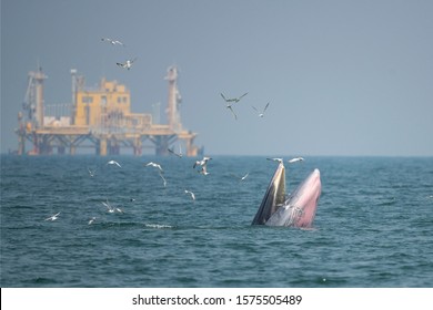 Whales catch fish near an oil rig in the middle of the ocean. Human invading nature